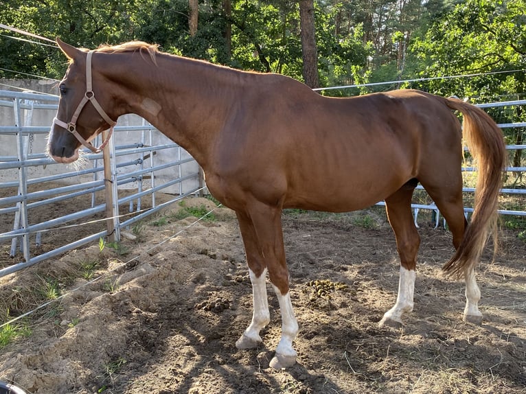 Bayerisches warmbloed Ruin 19 Jaar Vos in Herzberg