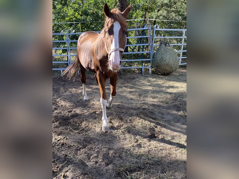 Bayerisches warmbloed Ruin 19 Jaar Vos in Herzberg