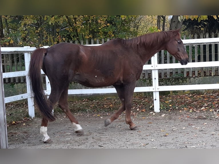 Bayerisches warmbloed Ruin 22 Jaar 167 cm Donkere-vos in Kemnath