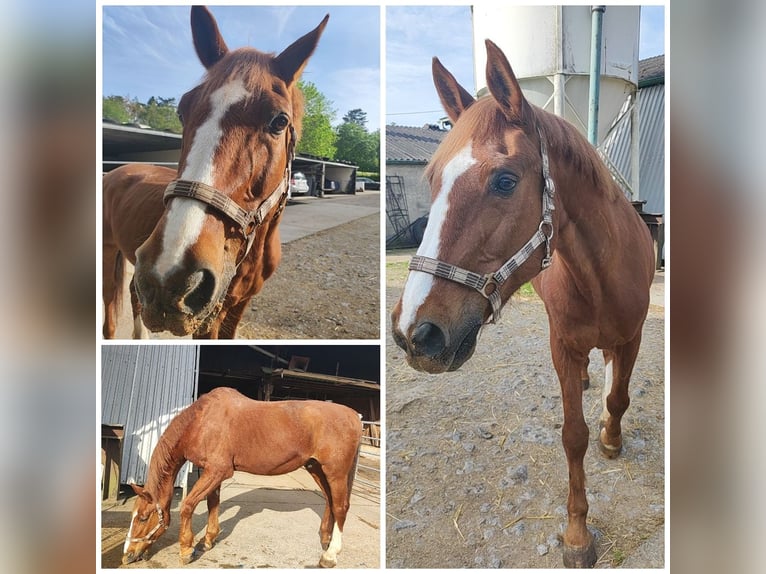 Bayerisches warmbloed Ruin 28 Jaar 165 cm Vos in Renningen