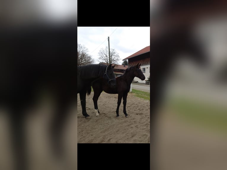 Bayerisches warmbloed Ruin 2 Jaar 163 cm  in Laufen