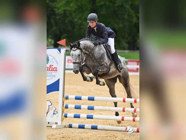 Bayerisches warmbloed Ruin 4 Jaar 163 cm Appelschimmel in Rotthalmünster