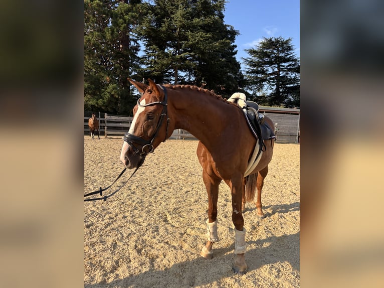Bayerisches warmbloed Ruin 4 Jaar 164 cm Vos in Schenna