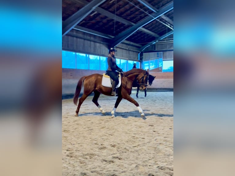 Bayerisches warmbloed Ruin 4 Jaar 166 cm Vos in Laaber