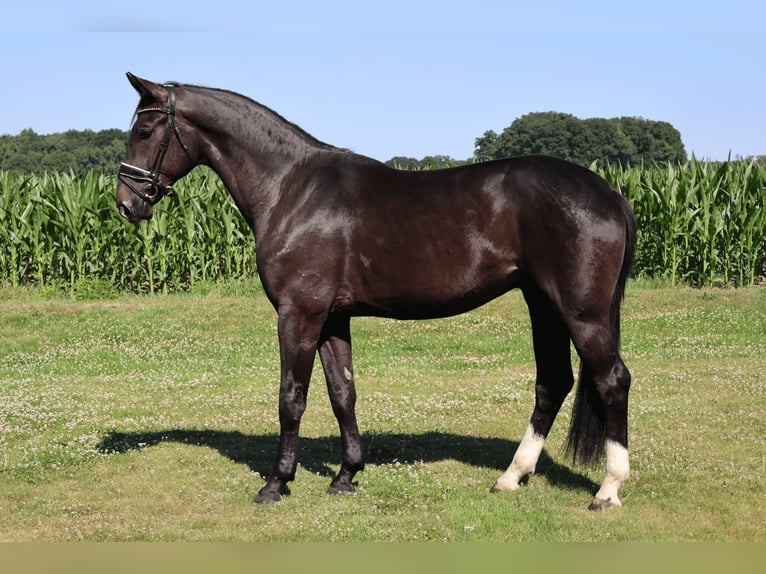 Bayerisches warmbloed Ruin 4 Jaar 174 cm Zwart in Haftenkamp