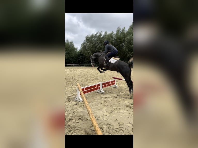 Bayerisches warmbloed Ruin 5 Jaar 160 cm kan schimmel zijn in Rietberg