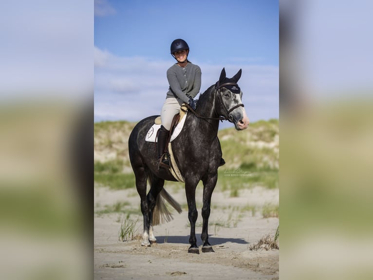 Bayerisches warmbloed Ruin 5 Jaar 160 cm kan schimmel zijn in Rietberg