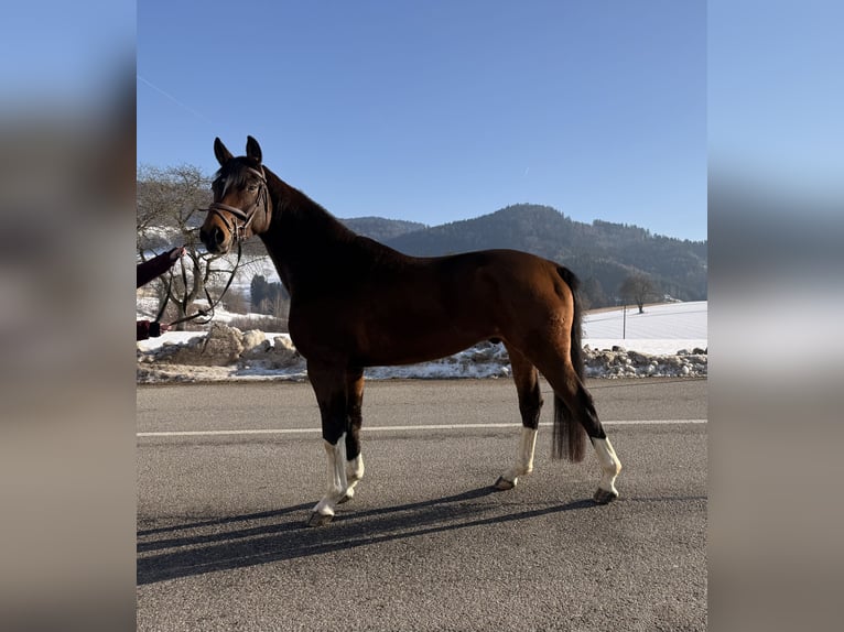 Bayerisches warmbloed Ruin 5 Jaar 168 cm Bruin in Waldhausen im Strudengau