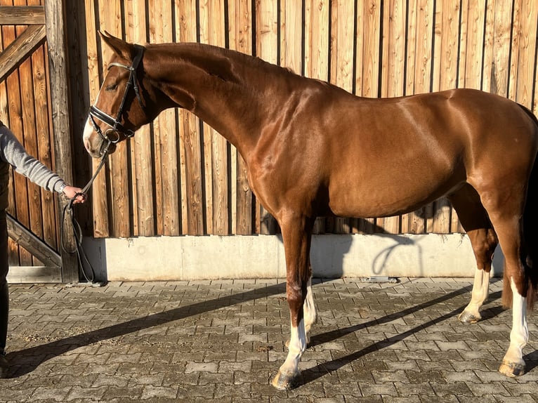 Bayerisches warmbloed Ruin 5 Jaar 168 cm Vos in Markt Schwaben
