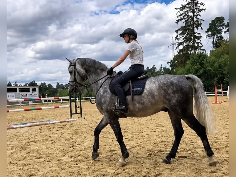 Bayerisches warmbloed Ruin 5 Jaar 170 cm Appelschimmel in Horb am Neckar