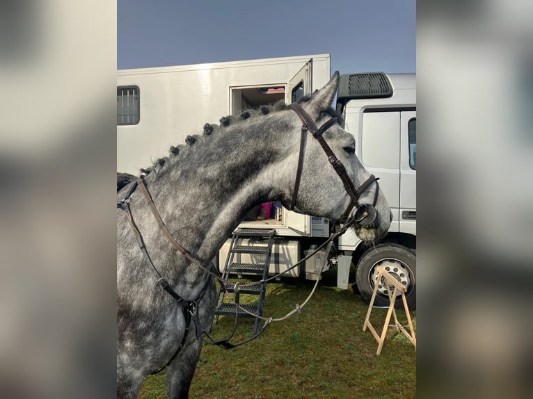 Bayerisches warmbloed Ruin 5 Jaar 170 cm Appelschimmel in Horb am Neckar