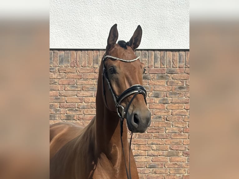 Bayerisches warmbloed Ruin 5 Jaar 172 cm Bruin in Niederkassel