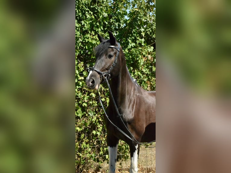 Bayerisches warmbloed Ruin 6 Jaar 155 cm Gevlekt-paard in Würzburg