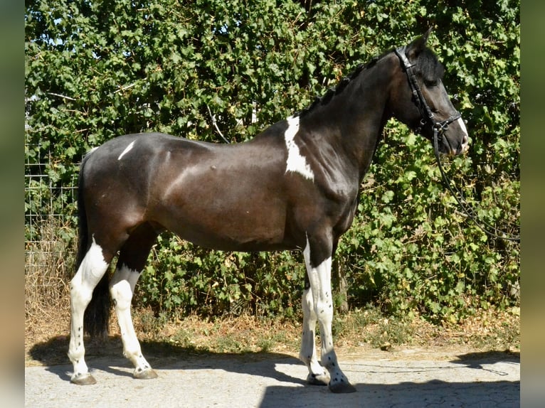 Bayerisches warmbloed Ruin 6 Jaar 155 cm Gevlekt-paard in Würzburg