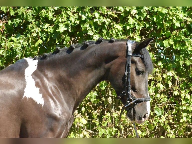 Bayerisches warmbloed Ruin 6 Jaar 155 cm Gevlekt-paard in Würzburg