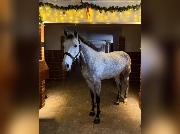 Bayerisches warmbloed Ruin 6 Jaar 165 cm Schimmel in K&#xFC;ps