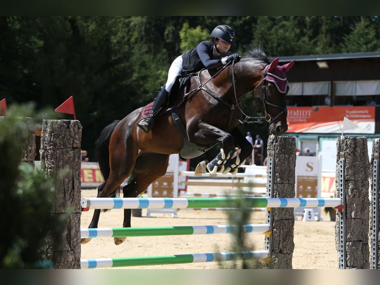 Bayerisches warmbloed Ruin 6 Jaar 170 cm Zwartbruin in Altötting