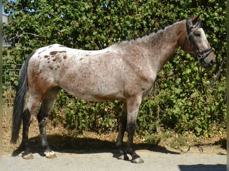 Bayerisches warmbloed Ruin 7 Jaar 162 cm Roan-Blue in Würzburg