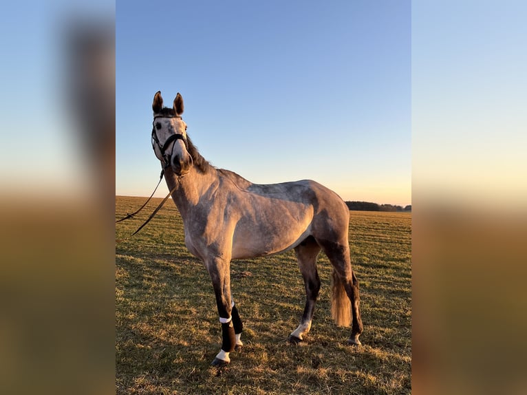 Bayerisches warmbloed Ruin 7 Jaar 170 cm Appelschimmel in Schnaitsee