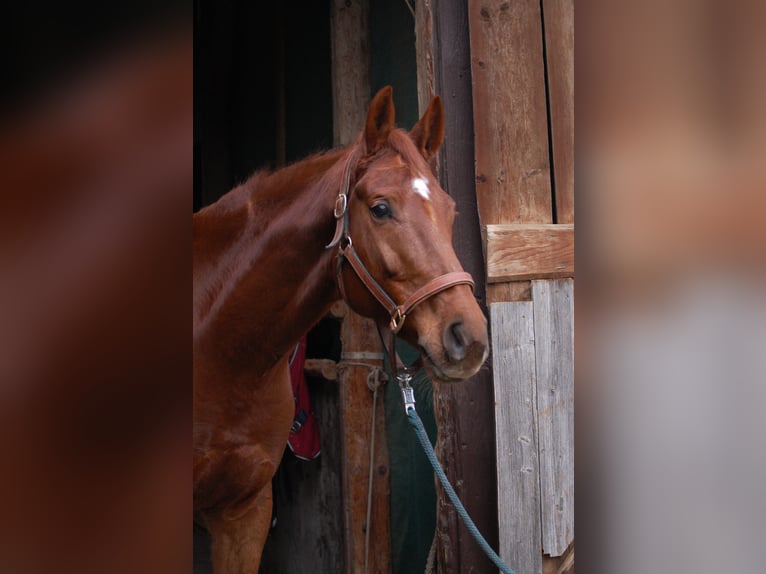 Bayerisches warmbloed Ruin 7 Jaar 178 cm Vos in Altenmünster