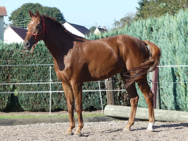 Bayerisches warmbloed Ruin 7 Jaar 178 cm Vos in Altenmünster