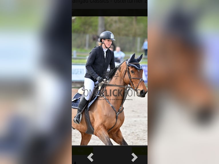 Bayerisches warmbloed Ruin 8 Jaar 175 cm Bruin in Sonnefeld