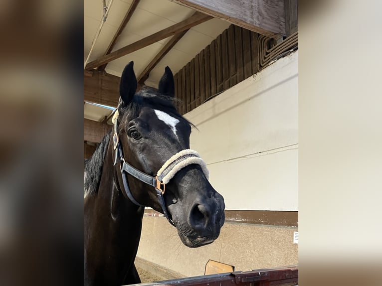 Bayerisches warmbloed Ruin 8 Jaar 182 cm Zwart in Furth im Wald