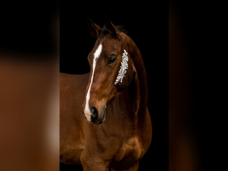 Bayerisches warmbloed Ruin 8 Jaar 184 cm Bruin in Neunburg vorm Wald