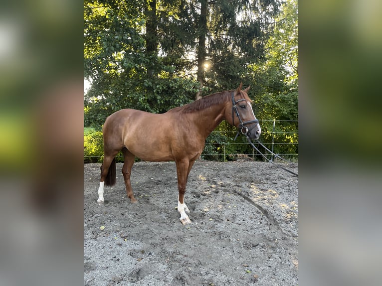 Bayerisches warmbloed Ruin 9 Jaar 164 cm Vos in Straßkirchen