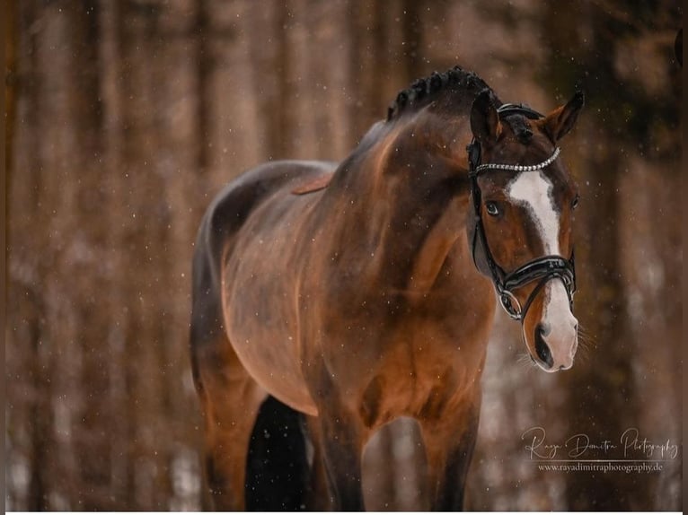 Bayerisches warmbloed Ruin 9 Jaar 170 cm Bruin in Schlierbach