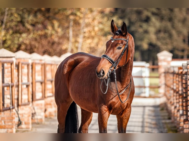 Bayerisches warmbloed Ruin 9 Jaar 174 cm Bruin in Johanniskirchen