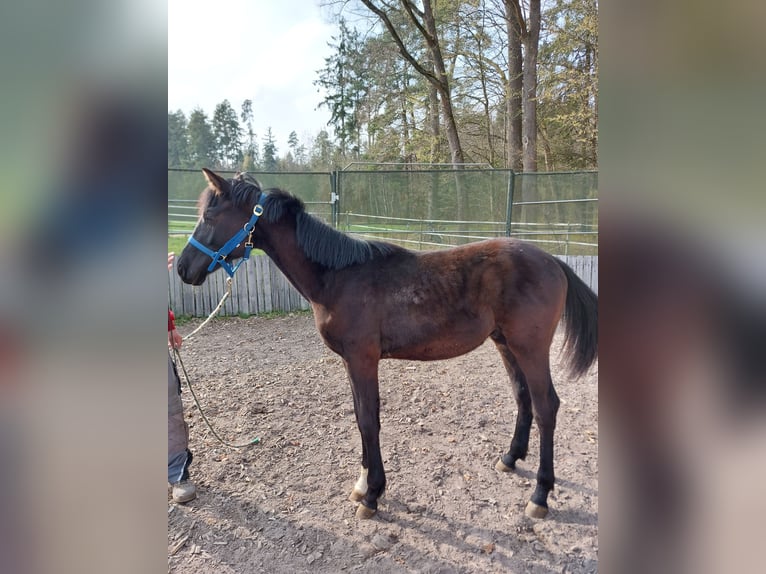 Bayerisches Warmblut Hengst 1 Jahr 135 cm Dunkelbrauner in Schönthal
