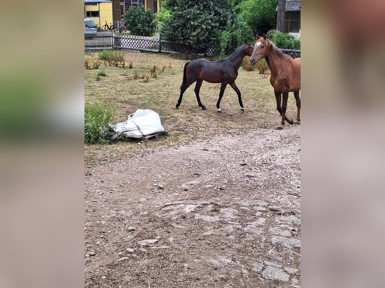 Bayerisches Warmblut Hengst 1 Jahr 150 cm Dunkelbrauner in Lintach