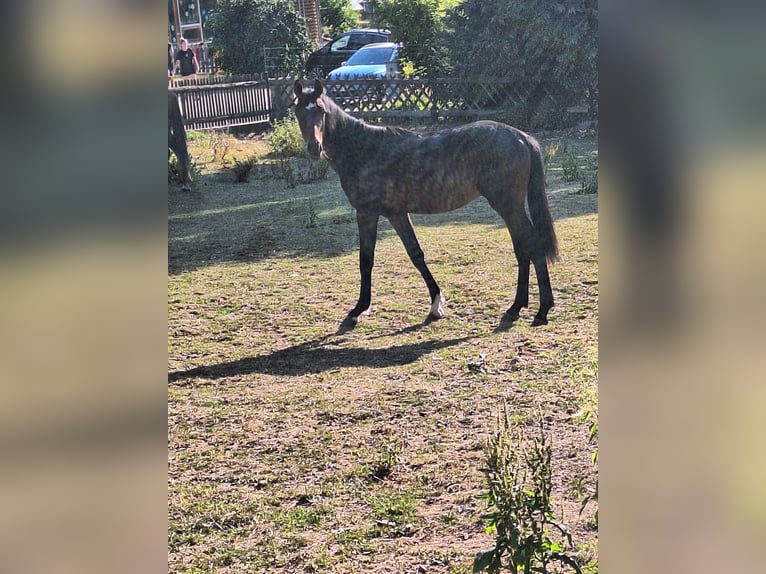 Bayerisches Warmblut Hengst 1 Jahr 150 cm Dunkelbrauner in Lintach