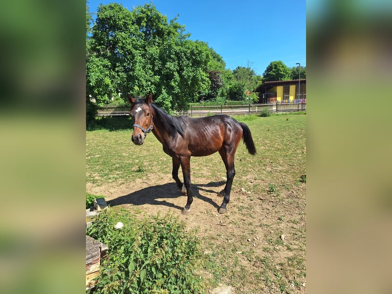Bayerisches Warmblut Hengst 1 Jahr 150 cm Dunkelbrauner in Lintach