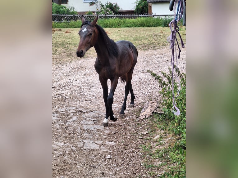 Bayerisches Warmblut Hengst 1 Jahr 150 cm Dunkelbrauner in Lintach