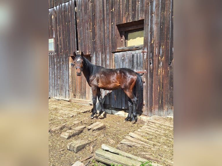 Bayerisches Warmblut Hengst 1 Jahr 150 cm Dunkelbrauner in Lintach