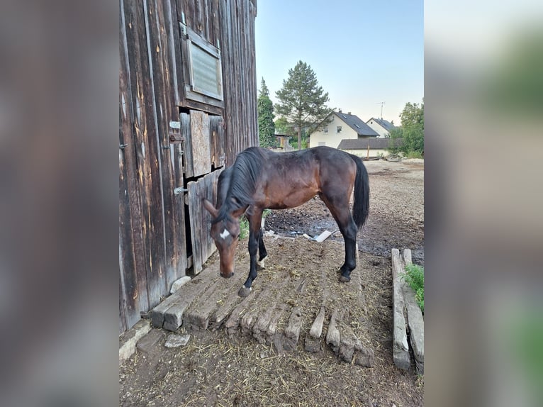 Bayerisches Warmblut Hengst 1 Jahr 150 cm Dunkelbrauner in Lintach