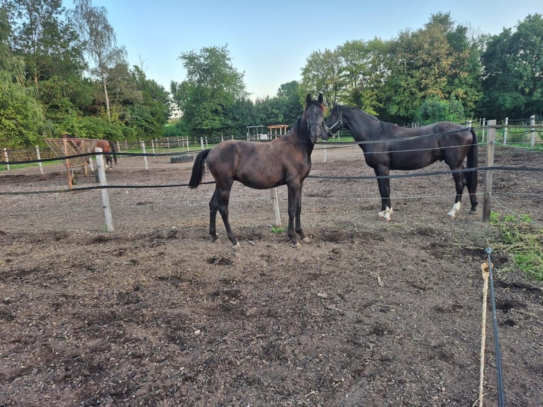 Bayerisches Warmblut Hengst 1 Jahr Rappe in Wassertrüdingen