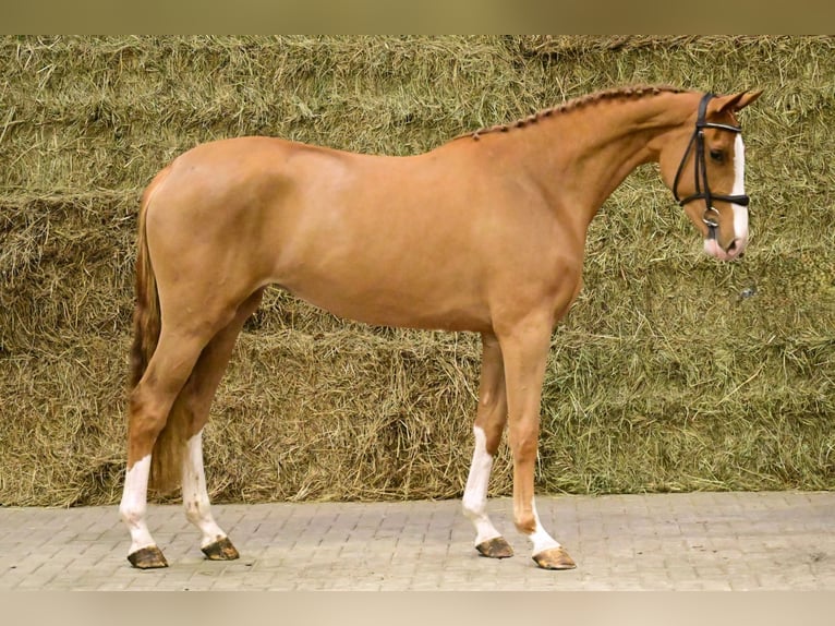 Bayerisches Warmblut Hengst 2 Jahre 164 cm Fuchs in Bladel