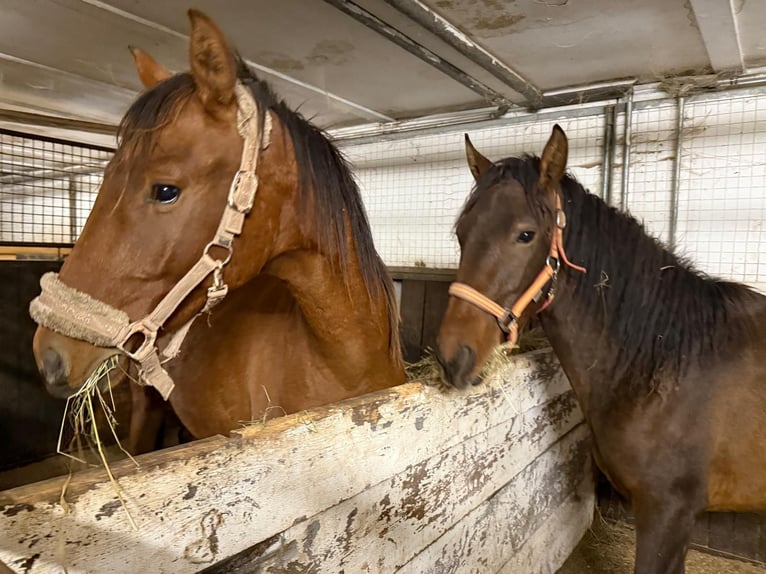 Bayerisches Warmblut Hengst 2 Jahre 167 cm Brauner in Filderstadt