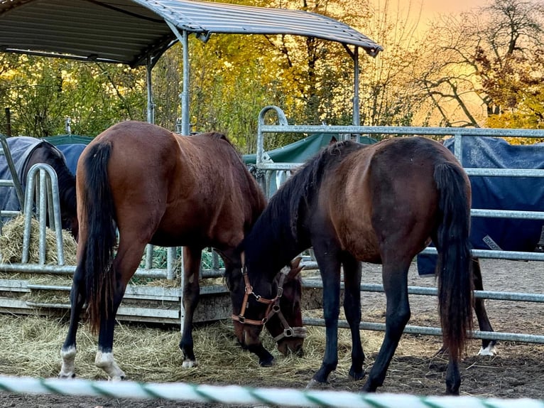 Bayerisches Warmblut Hengst 2 Jahre 167 cm Brauner in Filderstadt