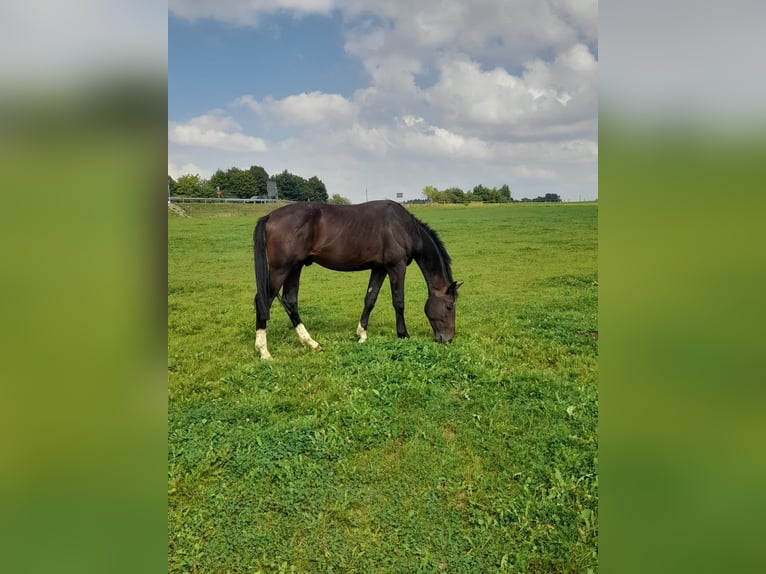 Bayerisches Warmblut Hengst 3 Jahre 165 cm Brauner in Königsbrunn