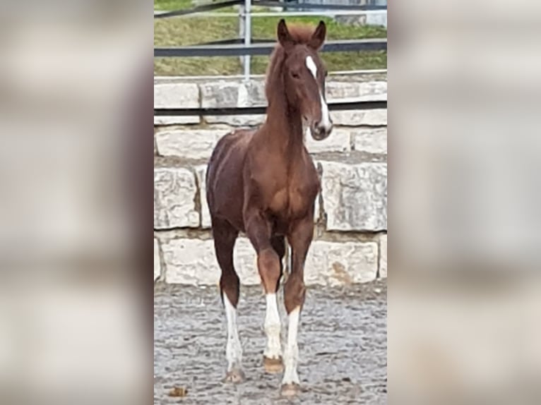 Bayerisches Warmblut Hengst 4 Jahre 174 cm Dunkelfuchs in Garching an der Alz