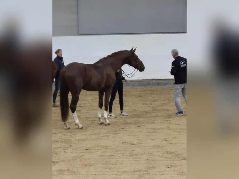 Bayerisches Warmblut Hengst 4 Jahre 174 cm Dunkelfuchs in Garching an der Alz