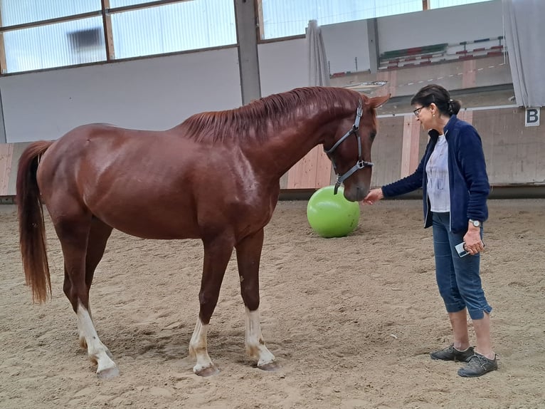 Bayerisches Warmblut Hengst 4 Jahre 174 cm Dunkelfuchs in Garching an der Alz