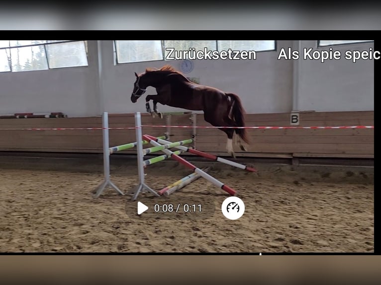 Bayerisches Warmblut Hengst 4 Jahre 174 cm Dunkelfuchs in Garching an der Alz