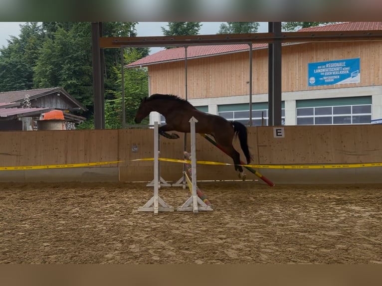 Bayerisches Warmblut Hengst 5 Jahre 168 cm Brauner in Seehausen am Staffelsee