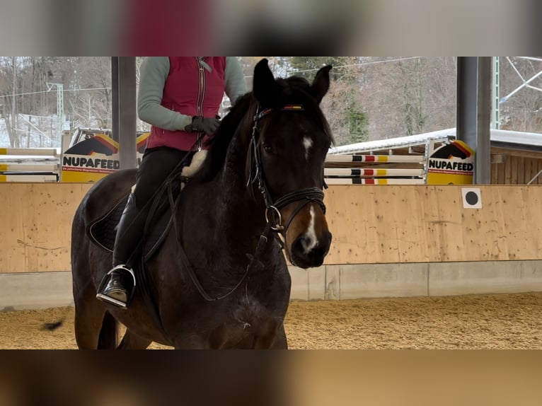 Bayerisches Warmblut Hengst 5 Jahre 168 cm Brauner in Seehausen am Staffelsee