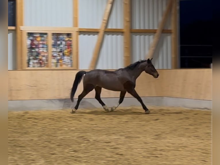 Bayerisches Warmblut Hengst 5 Jahre 168 cm Brauner in Seehausen am Staffelsee
